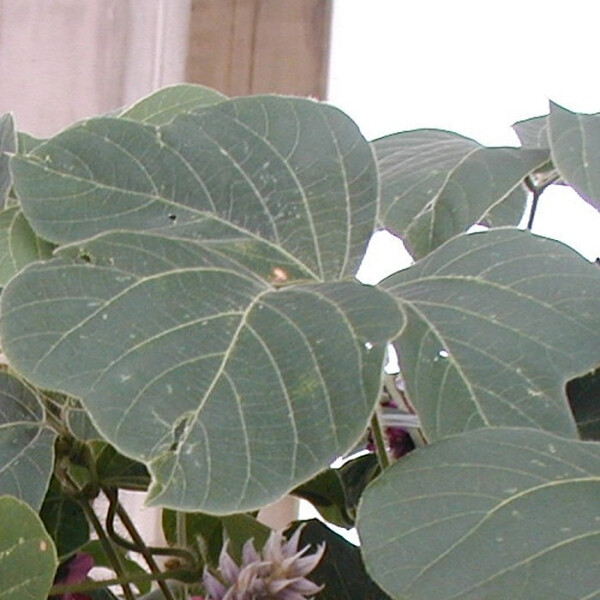 Ноты в ароматах